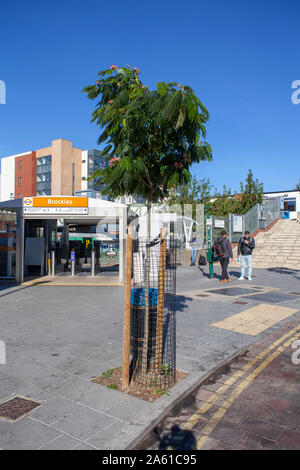 Persischer Seide Baum außerhalb Brockley S-Bahn Station, London SE4 Stockfoto