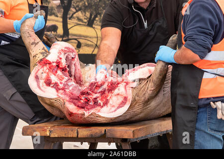 Schlachtung und traditionelle Herstellung der iberischen Schwein und extrahieren Sie verschiedene Teile der Iberischen Schwein 2019 iberischer Schinken Messe von Aracena Stockfoto