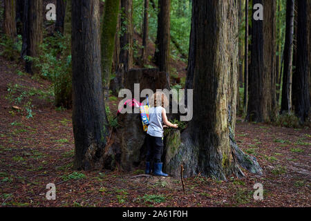 Ein Junge mit langen Locken weg weist im Freien an einem Baumstumpf zu den redwoods an der Riverfront Park, Sonoma County, Kalifornien spielt. Stockfoto