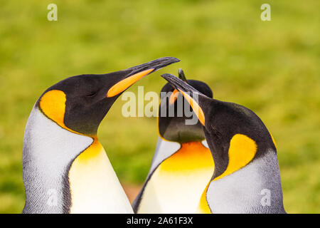 Drei Pinguine in einer Gruppe stehen mit Schnäbeln in die Mitte der Gruppe zeigen wie die 3 Musketiere im Gold Harbour, South Georgia Stockfoto