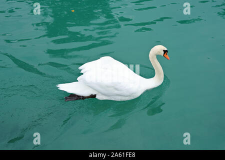 Eine einzelne weiße Schwan schwimmt auf dem türkis-grüne Wasser eines Sees. Stockfoto