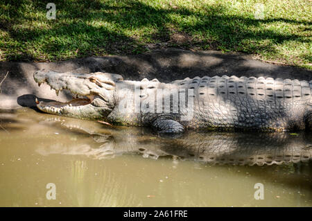 Einige der vielen Krokodil in Gehäusen an der australischen Zoo in Queensland, Australien Stockfoto