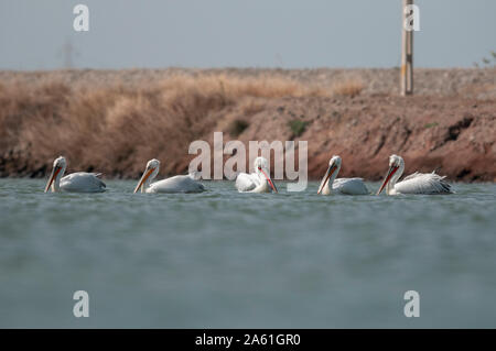 Dalmatiens Pelican Pack Fütterung in einem Gewässer in Jamnagar, Gujarat, Indien Stockfoto