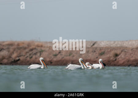 Dalmatiens Pelican Pack Fütterung in einem Gewässer in Jamnagar, Gujarat, Indien Stockfoto