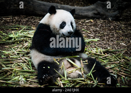 Das Porträt von der Panda. Big Fat lazy Panda isst Bambus in den Wald. Bedrohte Tierwelt. Stockfoto