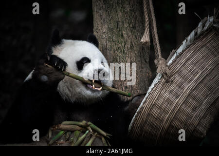 Das Porträt von Faul Big Fat Giant Panda ist Essen Bambus aus dem Korb. Chengdu, Sichuan, China. Bedrohte Tierwelt. Stockfoto