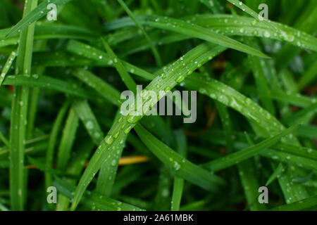 Deep green daylily Laub im Garten, bei Regen Tropfen fallen, nach heftigen Regenfällen, im selektiven Fokus Stockfoto