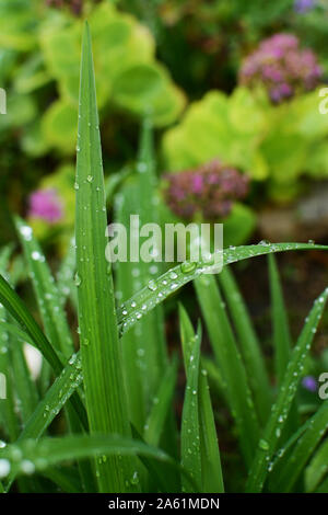 Lange Klingen des daylily Blätter in Wassertropfen bedeckt nach Regen, in selektiven Fokus gegen einen üppigen Blumengarten Stockfoto