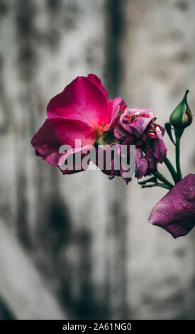 Close-up auf Munstead Wood blühende rose bud gegen Weiße alten Garten Tür Stockfoto