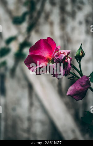 Close-up auf Munstead Wood blühende rose bud gegen Weiße alten Garten Tür Stockfoto