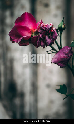 Close-up auf Munstead Wood blühende rose bud gegen Weiße alten Garten Tür Stockfoto