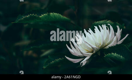 Wunderschöne weiße Dahlie Blüte im Herbst Stockfoto