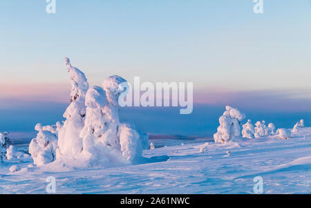 Verschneite Bäume im Nationalpark Pallas-Yllästunturi Stockfoto