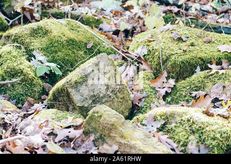 Grüne Moos bedeckt Felsen im Herbst Blätter im Herbst umgeben Stockfoto