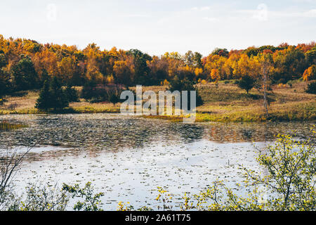 Schöne Minnesota See im Herbst, mit Bäumen, Seerosen und Schilf an einem sonnigen Herbsttag. In der Marine auf St Croix MN genommen Stockfoto