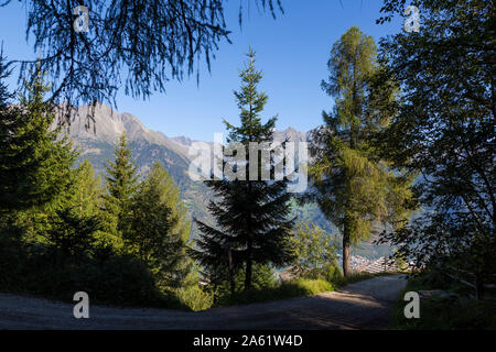 Mountain Forest view Stockfoto