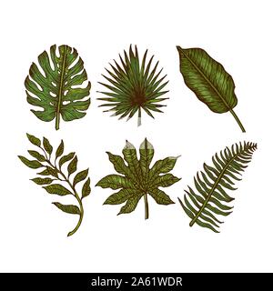 Tropische Blätter Sammlung. Graviert Dschungel verlässt. Palm verlässt. Vector Illustration Stock Vektor