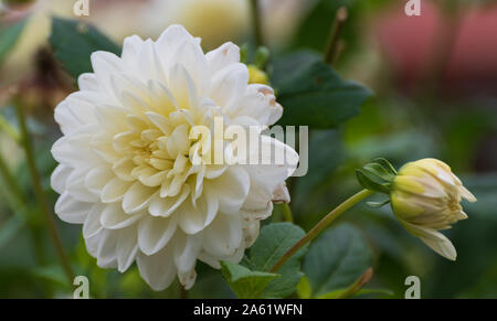 Dahlie 'white Ballerina' an Baddesley Clinton, Warwickshire, Großbritannien Stockfoto