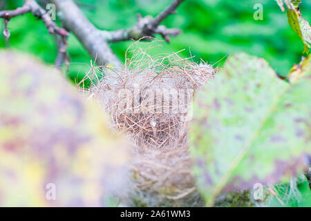 Schließen Sie leere Vögel Nest im Baum Stockfoto