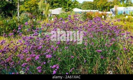 Ein Panoramabild von Verbena Bonariensis wächst in einer Gärtnerei. Stockfoto