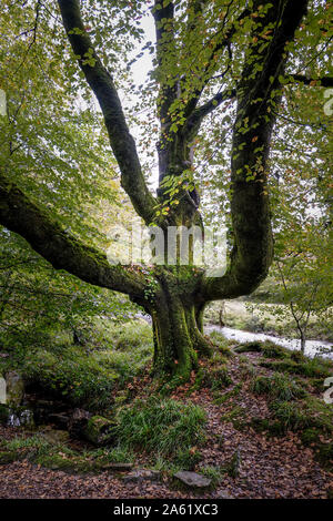 Eine alte Buche Fagus sylvatica im alten Wald von Draynes Holz bei Golitha Falls in Cornwall. Stockfoto