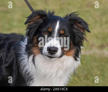 Full Face Porträt eines klassischen Dreifarbige Australian Shepherd Dog mit einem süßen Ausdruck auf einem grünen Hintergrund verschwommen Stockfoto