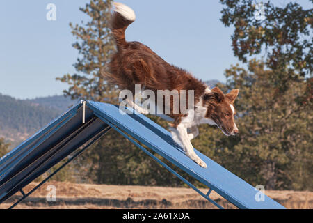 Eine rot-weiße Border Collie Hund läuft schnell nach unten das Agility a-frame Wand mit unscharfen Wald und Berge im Hintergrund Stockfoto