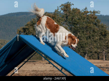 Eine rot-weiße Cavalier Spaniel hund Laufen hinunter einen blauen Agility a-Frame mit einem verschwommenen Wald und Berge im Hintergrund Stockfoto