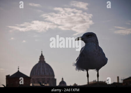 Seagull Portrait auf römische Brücke Stockfoto