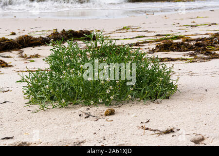 Gemeinsame See Rakete (Cakile maritima) wächst auf einem Strand Stockfoto