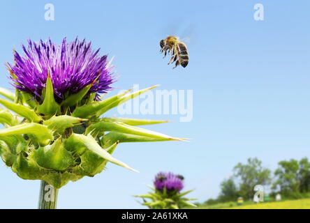 Biene im Flug bereit, eine Distel Blume zu besuchen. Stockfoto