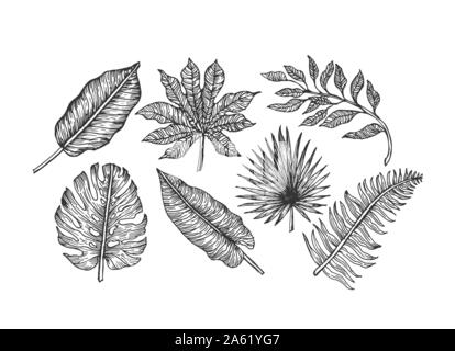 Tropische Blätter Sammlung. Graviert Dschungel verlässt. Palm verlässt. Vector Illustration Stock Vektor