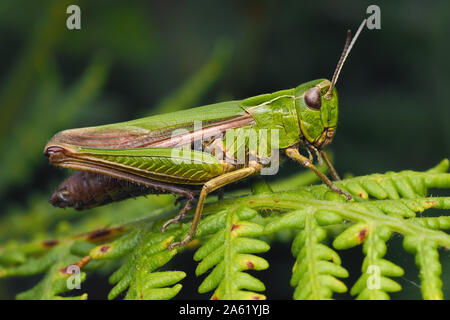 Gemeinsame Grüne Heuschrecke (Omocestus viridulus) perchen auf Farn. Tipperary, Irland Stockfoto