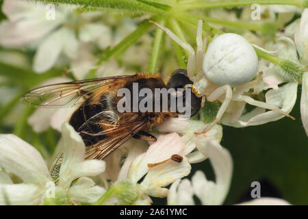 Crab Spider (Misumena vatia) mit Eristalis sp hovefly Beute. Tipperary, Irland Stockfoto