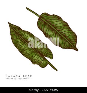 Tropische Blätter - Banane. Hand gezeichnet Hintergrund. Vector Illustration. Graviert Dschungel Blatt auf weißem Hintergrund Stock Vektor