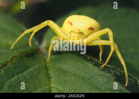 Weiblichen Misumena vatia crab Spider auf dornbusch Blatt. Tipperary, Irland Stockfoto