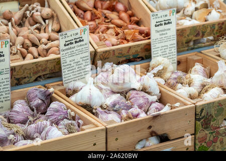 Allium sativum. Knoblauchlampen zum Verkauf an einem Stand. VEREINIGTES KÖNIGREICH Stockfoto