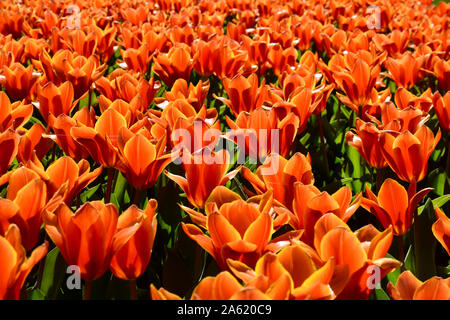 Tulpen im Keukenhof Park, Niederlande. Keukenhof auch als der Garten Europas bekannt. Stockfoto