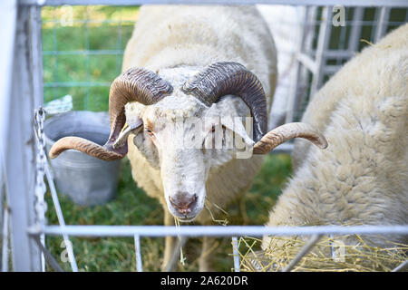 Close up Merino Schafe hinter dem Zaun im grünen Feld, selektiver Fokus Stockfoto