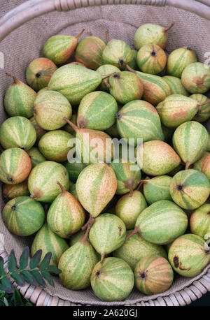 Pyrus Communis "Pysanka". Birne "dummes Zeug" / Ostern Birnen in einem Korb Stockfoto