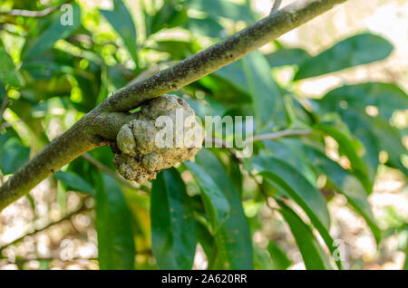 Falsche Soursop Frucht am Baum Stockfoto