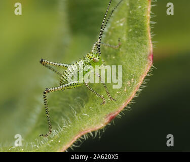 Gesprenkelte Bush Cricket Nymphe (Leptophyes punctatissima) in Ruhe auf das Blatt. Tipperary, Irland Stockfoto