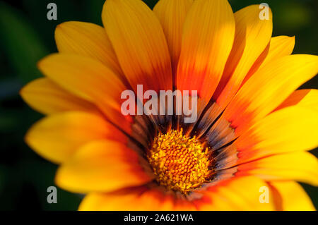 In der Nähe von einem schönen orange gazania Blume Stockfoto