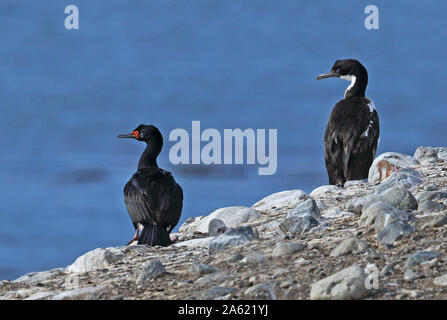 Rock Shag (Phalacrocorax Magellanicus) & Imperial Shag (Dendrocopos atriceps atriceps) Erwachsene auf ridge Isla Magdalena, Straße von Magdalena, Chile Stockfoto