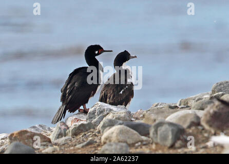 Rock Shag (Phalacrocorax Magellanicus) & Imperial Shag (Dendrocopos atriceps atriceps) Erwachsene auf ridge Isla Magdalena, Straße von Magdalena, Chile Stockfoto