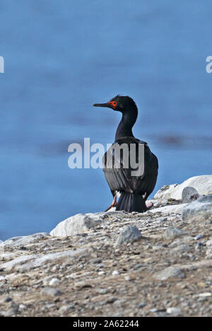 Rock Shag (Phalacrocorax Magellanicus) Erwachsenen auf dem Ridge Isla Magdalena, Straße von Magdalena, Chile Januar Stockfoto