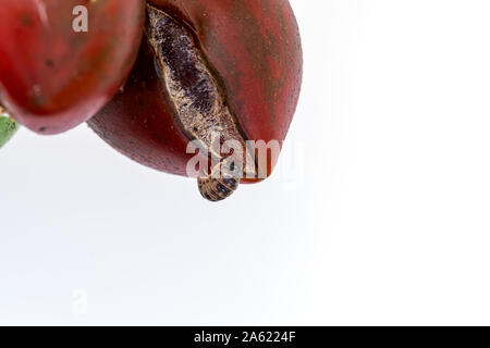 Tomaten, faulen, überreifen, rissig, Nahrung für Insekten Stockfoto