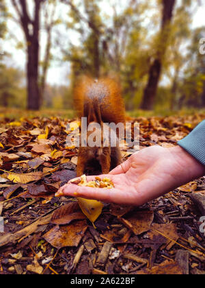 Eichhörnchen. Lustige rote Eichhörnchen essen Muttern von der Palme Ihrer Hand. person Feeds das Eichhörnchen. Fütterung der Tiere im Wald. Eichhörnchen zu essen. Stockfoto