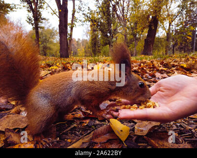 Eichhörnchen. Lustige rote Eichhörnchen essen Muttern von der Palme Ihrer Hand. person Feeds das Eichhörnchen. Fütterung der Tiere im Wald. Eichhörnchen zu essen. Stockfoto