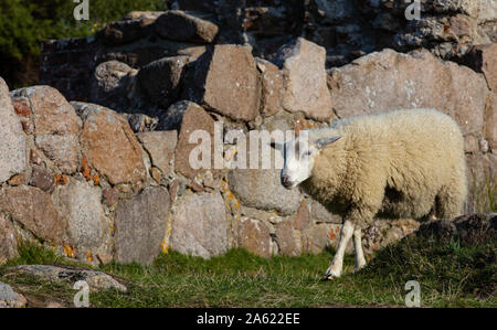 Schafe im Feld, Borholm Stockfoto